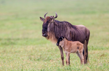 Poster - Adult wildebeest stands beside a recently born calf leaning against it, both facing sideways to the viewer, calf below the adult, Ngorongoro Conservation Area, Tanzania