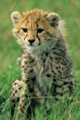 Wall Mural - Cheetah, (Acinonyx jubatus), Tanzania, Serengeti National park, portrait of a cheetah cub in the grass.