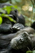 © Kristin Mosher/Danita Delimont - Africa, Uganda, Kibale National Park, Ngogo Chimpanzee Project. A male chimpanzee relaxes as he is groomed.