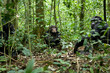Africa, Uganda, Kibale National Park, Ngogo Chimpanzee Project. Part of a territorial patrol group, male chimpanzees listen silently in the vegetation near a border with a neighboring community.