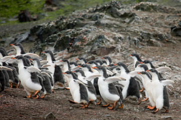 Poster - South Shetland Islands, Livingston Island. Gentoo penguin chicks form into groups while parents are away to protect themselves from raiding skuas. 