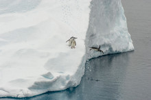 Antarctica, Penguin, Trio, One Jumping
