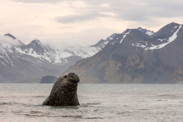 Poster - South Georgia Island, Moltke Harbor. Elephant seal swimming. Credit as Josh Anon / Jaynes Gallery / DanitaDelimont.com