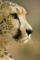 Sticker - Livingstone, Zambia. Close-up of Cheetah profile.