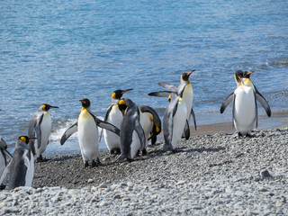 Poster - King Penguin (Aptenodytes patagonicus) on the island of South Georgia, rookery in Fortuna Bay.