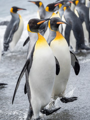 Poster - King Penguin (Aptenodytes patagonicus) on the island of South Georgia, the rookery on Salisbury Plain in the Bay of Isles. Adults coming ashore.