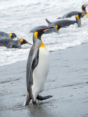 Canvas Print - King Penguin (Aptenodytes patagonicus) on the island of South Georgia, the rookery on Salisbury Plain in the Bay of Isles. Adults coming ashore.