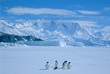 Adelie Penguins, (Pygoscelis adeliae), Antarctica, Cape Hallett, Victoria Land, Several adelie penguins on sea ice.