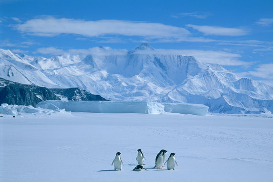 adelie penguins, (pygoscelis adeliae), antarctica, cape hallett, victoria land, several adelie pengu