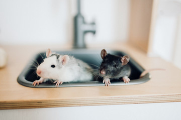 Two deractive rats are sitting in the kitchen sink.