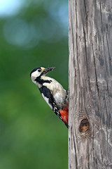 Poster - Blutspecht (Dendrocopos syriacus) an einem Telegrafenmast - Syrian woodpecker