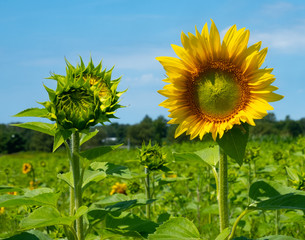 2 sunflowers in a field, 1 opened and one opening