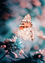 Magic Background With Painted Lady Butterfly. Close Up Photo Of Butterfly On A Garden Flower.