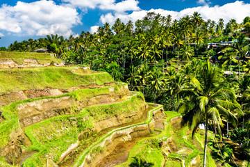 Wall Mural - Tegallalang Rice Terraces on Bali in Indonesia