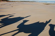Western Australia, Broome, Cable Beach. Early morning sight-seeing camel ride along Cable Beach and the Indian Ocean, camel shadows along the beach.