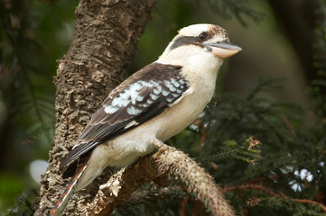 Wall Mural - Laughing Kookaburra (Dacelo novaeguineae or Dacelo gigas), Sydney, New South Wales, Australia