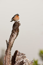 South Pacific, New Zealand, South Island, Fiordland National Park. A Fat Common Chaffinch Perched On A Dead Tree. 