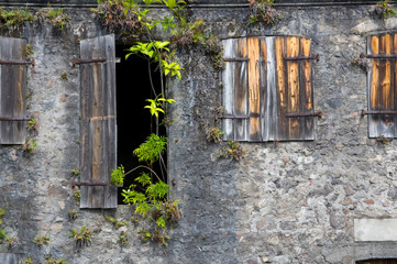 Poster - MARTINIQUE. French Antilles. West Indies. Tropical plants growing on exterior of abandoned building in St. Pierre.