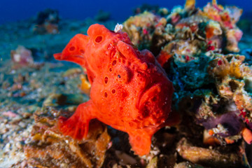 Wall Mural - Brightly Colored Painted Frogfish (antennarius pictus) on a Tropical Coral Reef (Gato Island)