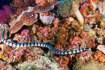 Wall Mural - A banded Sea Snake (Krait) on a tropical coral reef in the Philippines