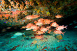schooling soldierfish & goatfish, Virgin Gorda Island, British Virgin Islands, Caribbean
