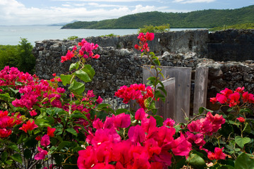 Wall Mural - Martinique, French Antilles, West Indies, Flowering bougainvillea & ruins at site of Chateau Dubuc on the Caravelle Peninsula. The Dubuc Castle was first noted on maps of Martinique in 1773.