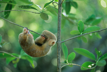 Sticker - Silky Anteater, (Cyclopes didactylus), West Indies, Trinidad, Caroni Swamp, sleeping wild silky anteater.