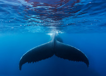 A Large Humpback Whale Fluke Near The Surface Of The Clear Blue Water Of The Silver Bank, Dominican Republic