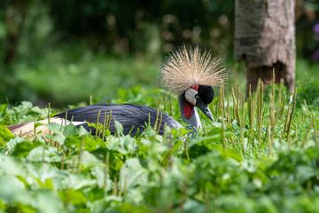 African Grey Crowned Crane Resting in Tall Grass