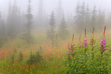 Canada, British Columbia, Revelstoke National Park. Misty Meadow Scenic. 