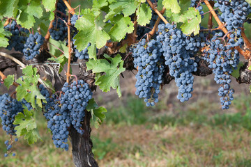 Sticker - Canada, British Columbia, Osoyoos. View of purple grapes in vineyards. Credit as: Don Paulson / Jaynes Gallery / DanitaDelimont.com