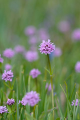 Wall Mural - Canada, British Columbia, Vancouver Island. Sea Blush (Plectritis congesta)