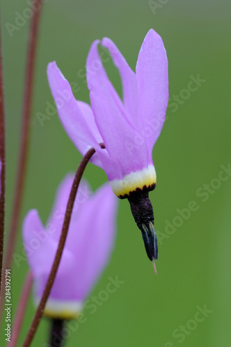Photographie Canada, British Columbia, Vancouver Island