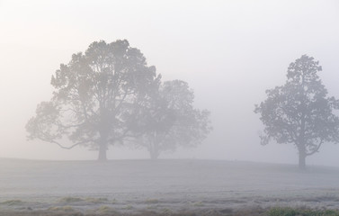 Wall Mural - Canada, British Columbia, Vancouver Island, Cowichan Valley. Oak trees in the fog