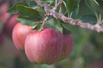 Wall Mural - NA; Canada; British Columbia; Okanagan Valley; Mac Apples (Selective Focus)