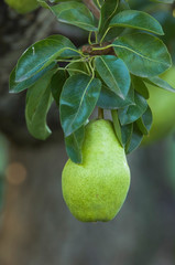 Wall Mural - NA; Canada; British Columbia; Okanagan Valley; Bartlett Pear (Selective Focus)