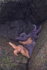 Sticker - Ochre Stars (Pisaster ochraceus) Cling to Rocks Awaiting the Tide, Broken Island Group, Pacific Rim National Park Preserve, British Columbia, Canada, September 2006