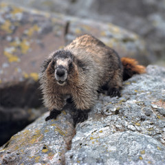 Sticker - Canada, British Columbia, Yoho NP. Hoary Marmots give a shrill whistle when alarmed, Yoho N.P., British Columbia, Canada.