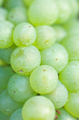 Canvas Print - NA; Canada; British Columbia; Okanagan Valley; Pinot Blanc Grapes (Selective Focus)