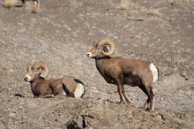 Rocky Mountain Bighorn Sheep In The Cascade Mountains Of British Columbia Along The Thompson River.