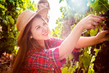 Zwei junge Frauen in Weinbergen ernten rote Trauben