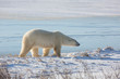 Polar Bear (Ursus maritimus) in Churchill Wildlife Management Area, Churchill, Manitoba, Canada
