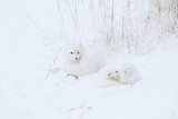 Fototapeta Zwierzęta - Arctic Foxes (Alopex lagopus) curled up along bank in snow Churchill Wildlife Management Area, Churchill, Manitoba, Canada.