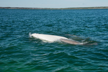 Canada, Manitoba, Churchill. Churchill River Estuary, Adult Mature Beluga White Whale With Darker Gray Baby Whale (Delphinapterus Leucas)..