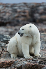 Wall Mural - Canada, Nunavut Territory, Repulse Bay, Polar Bear (Ursus maritimus) sitting along shoreline of Harbour Islands near Arctic Circle along Hudson Bay