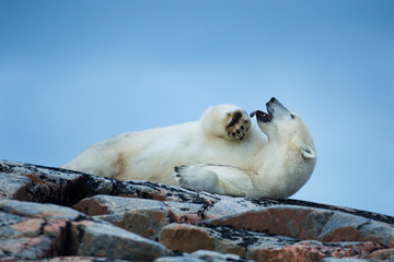 Canvas Print - Canada, Nunavut Territory, Repulse Bay, Adult Male Polar Bear (Ursus maritimus) yawns while resting on rocky outcrop atop Harbour Islands along Hudson Bay