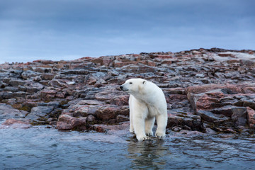 Canvas Print - Canada, Nunavut Territory, Repulse Bay, Adult Male Polar Bear (Ursus maritimus) standing along rocky shoreline of Harbour Islands along Hudson Bay