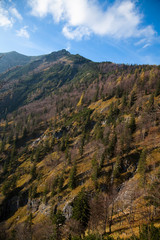 Wall Mural - Upper Austria, Austria - Tree covered mountainside.