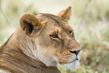 Close-up Of A Lioness Relaxing In The Shade, Serengeti National Park, Tanzania, Africa.