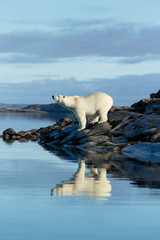 canada, nunavut territory, repulse bay, polar bears (ursus maritimus) standing along shoreline of ha